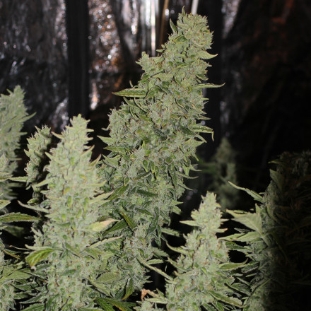 Niagara - autoflowering semena 10 ks