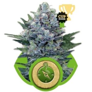 Northern Light Automatic - samonakvétací semínka 10ks Royal Queen Seeds