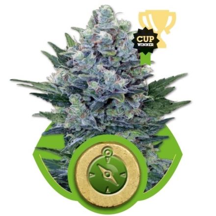 Northern Light Automatic - samonakvétací semínka 10ks Royal Queen Seeds