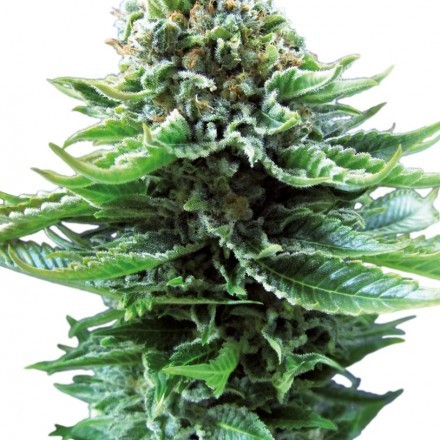 Northern Lights Automatic - feminizovaná a samonakvétací semínka 10ks Sensi Seeds