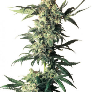 Northern Lights - semínka 10 ks standardizovaná Sensi Seeds