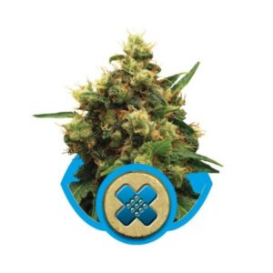 Painkiller XL - feminizovaná semínka 5 ks Royal Queen Seeds