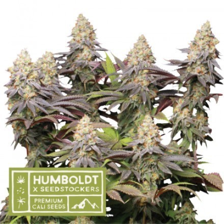 Panty Punch - feminizované semena marihuany HumboldtXSeedstockers 5 ks