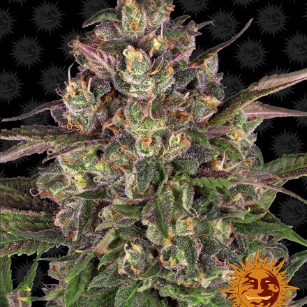 Peyote Critical - feminizované semena marihuany 10 ks Barney´s Farm