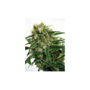 Phatt Fruity – feminizovaná semínka 10 ks Barney Farms