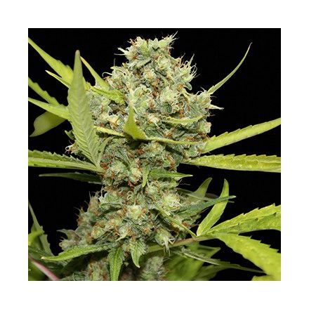 Pineapple Chunk – feminizovaná semínka 10 ks Barney's Farm