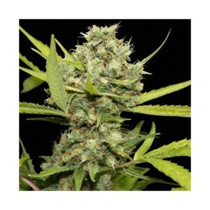 Pineapple Chunk – feminizovaná semínka 5 ks Barney's Farm