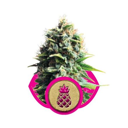 Pineapple Kush - feminizovaná semínka 10 ks Royal Queen Seeds