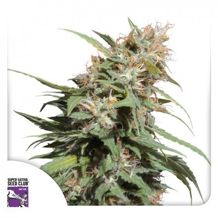 Pineapple Poison - feminizovaná semena 8 ks