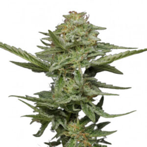 Pistachio - feminizovaná semínka marihuany 5 ks Humboldt Seed Company