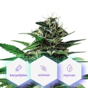 Pure Mountains CBD - feminizovaná semena Cannapio Premium 10 ks