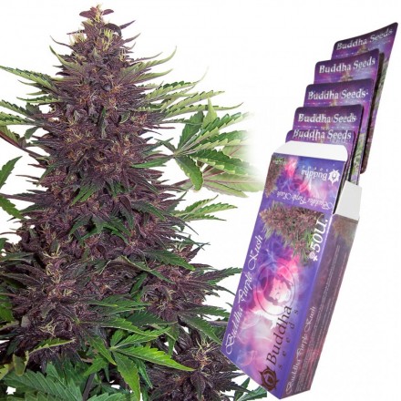 Purple Kush - feminizovaná a samonakvétací semínka 10 ks Buddha Seeds