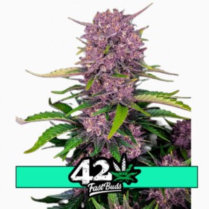 Purple Lemonade Auto - samonakvétací semena marihuany 10 ks Fast Buds
