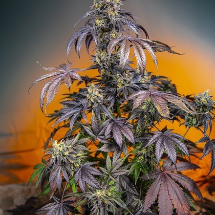 Red Gorilla Girl XL Auto - feminizovaná semínka 3 ks Sweet Seeds