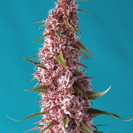 Red Pure CBD Auto - feminizovaná semínka 3 ks Sweet Seeds