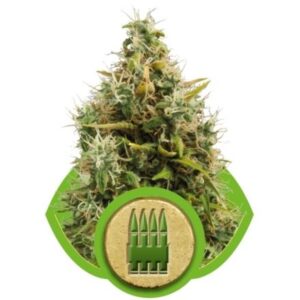 Royal AK Automatic - samonakvétací semínka Royal Queen Seeds 3 ks