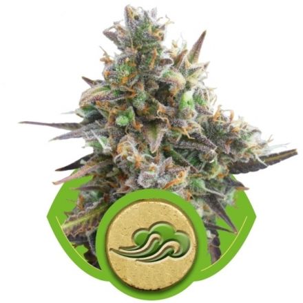 Royal Bluematic - samonakvétací semínka 3ks Royal Queen seeds