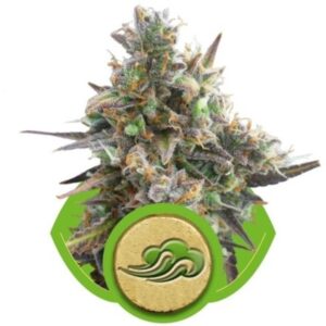 Royal Bluematic - samonakvétací semínka 5ks Royal Queen seeds