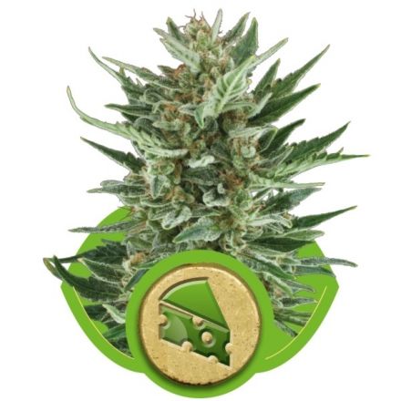 Royal Cheese Automatic - samonakvétací semínka 10ks Royal Queen Seeds