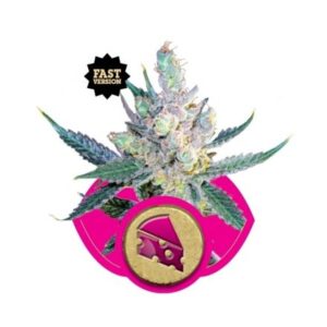 Royal Cheese (Fast Flowering) - feminizovaná semínka 3 ks Royal Queen Seeds