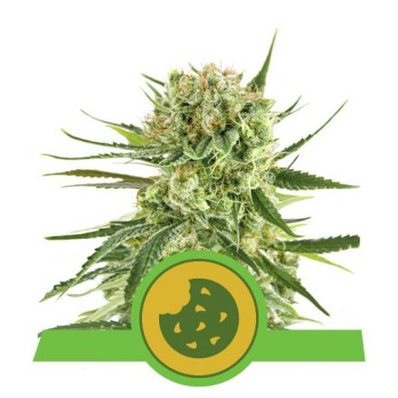 Royal Cookies Automatic - fem. a samonakvétací semínka 5ks Royal Queen Seeds