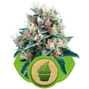 Royal Creamatic - samonakvétací semínka 3ks Royal Queen Seeds