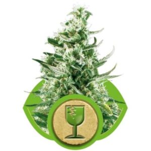 Royal Critical Automatic - feminizovaná a samonakvétací semínka 10ks Royal Queen Seeds