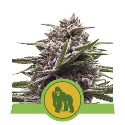 Royal Gorilla Automatic - samonakvétací semínka 10ks Royal Queen Seeds