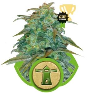 Royal Haze Automatic - samonakvétací semínka 5ks Royal Queen Seeds