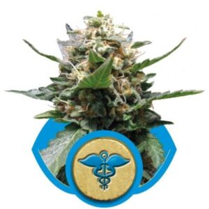 Royal Medic - feminizovaná semínka 10ks Royal Queen Seeds