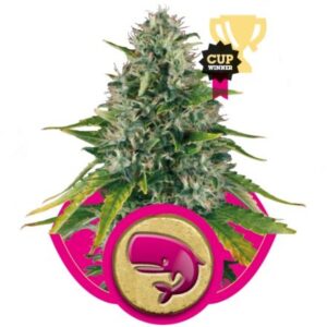 Royal Moby - feminizované semínka 10 ks Royal Queen Seeds