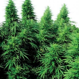 Ruderalis Skunk - semínka 10 ks standardizovaná Sensi Seeds