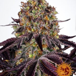 Runtz X Layer Cake - feminizované semena 10 ks Barney´s Farm