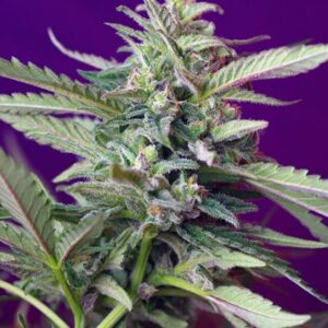 S.A.D. Auto – 3 ks autoflowering semena Sweet Seeds