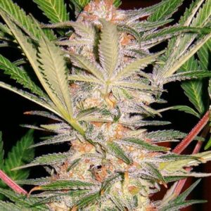 S.A.D. Fast Version - feminizovaná semena 3 ks Sweet Seeds