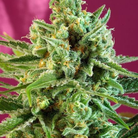 S.A.D. Sweet Afghani Delicious CBD - feminizovaná semena 5ks Sweet Seeds