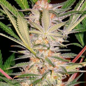 S.A.D. - feminizovaná semínka 3 ks Sweet Seeds