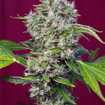 San Fernando Lemon Kush® - feminizovaná semínka 10 ks Sweet Seeds