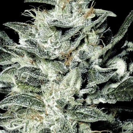 Sensi Star - 10 ks feminizovaná semena Paradise Seeds