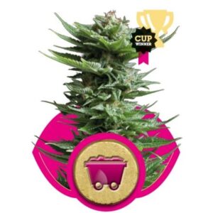 Shining Silver Haze - feminizovaná semínka 10 ks Royal Queen Seeds