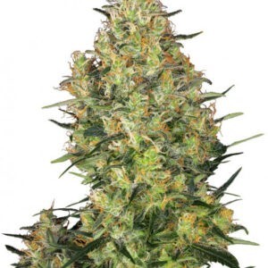 Shiva Skunk - 10 ks feminizovaná semínka Sensi Seeds