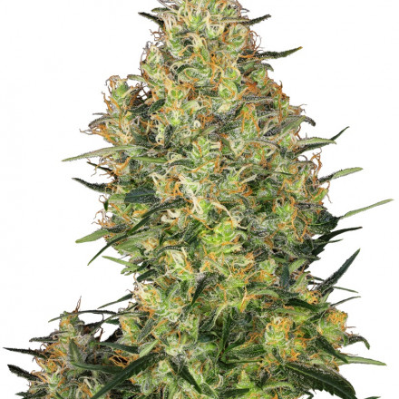 Shiva Skunk - 3 ks feminizovaná semínka Sensi Seeds