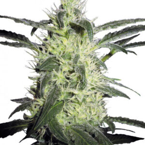 Silver Haze - semínka 10 ks standardizovaná Sensi Seeds