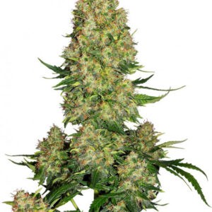 Skunk 1 Automatic - samonakvétací semínka 10ks Sensi Seeds