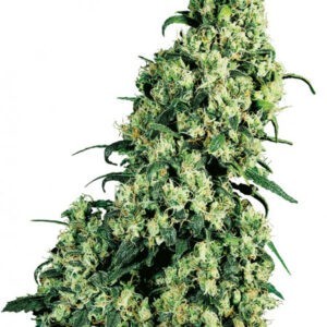 Skunk Kush - 10 ks feminizovaná semínka Sensi Seeds