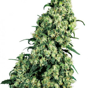 Skunk Kush - 5 ks feminizovaná semínka Sensi Seeds