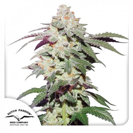 Skywalker Haze® - feminizovaná semínka 10 ks Dutch Passion