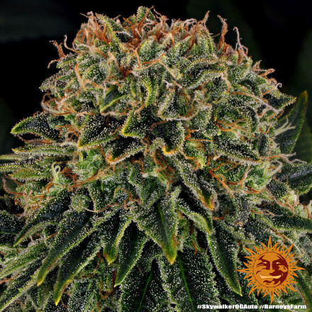 Skywalker OG Auto - autoflowering semena marihuany 10 ks Barney´s Farm