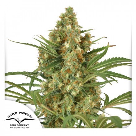 Snow Bud - feminizovaná semena 10 ks Dutch Passion