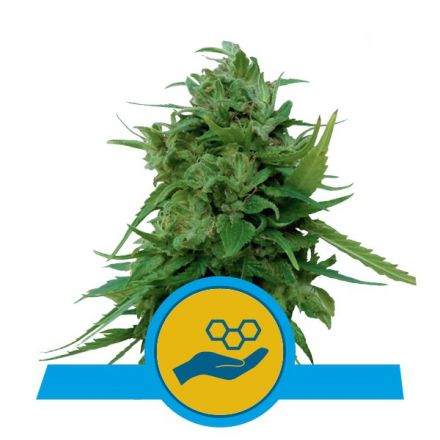 Solomatic CBD - samonakvétací semínka 5 ks Royal Queen Seeds